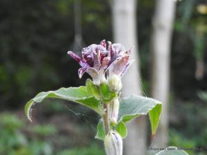 DSCN8103