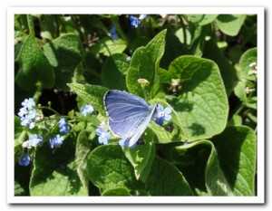 Foto 63 boomblauwtje