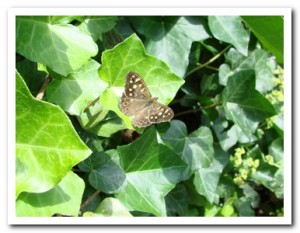 Foto 64 bont zandoogje