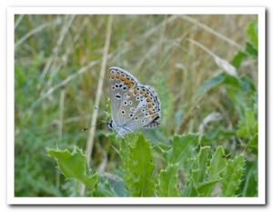 Foto 65 bruin blauwtje