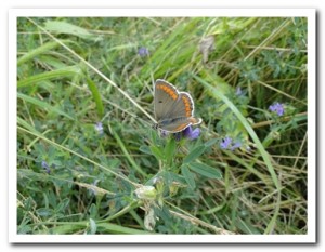 Foto 66 bruin blauwtje