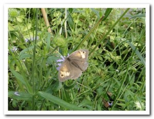 Foto 67 bruin zandoogje