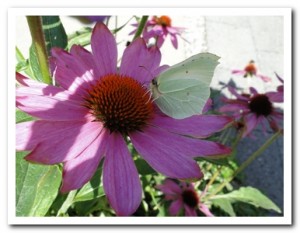 Foto 68 citroenvlinder