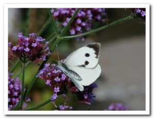 Foto 70 groot koolwitje