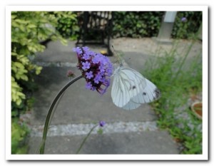 Foto 72 klein geaderd witje