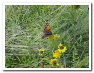 Foto 74 kleine vuurvlinder