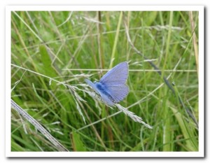 Foto 77 Icarusblauwtje