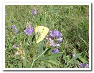 Foto 78 oranje luzernevlinder