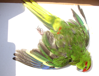 Kakariki dood