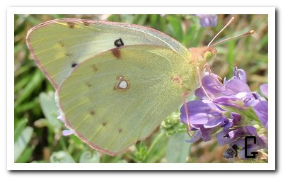 Oranje luzernevlinder