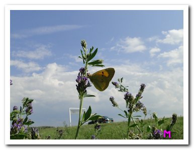 Oranje luzernevlinder