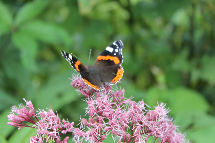 Vlinders aug 20122