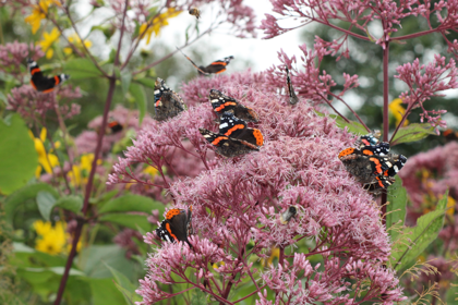 Vlinders aug 20123