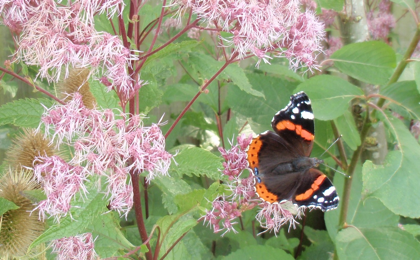 Vlinders aug 20124