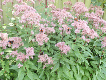 Vlinders aug 20125
