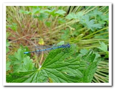 azuurw.juf (m) nB0843