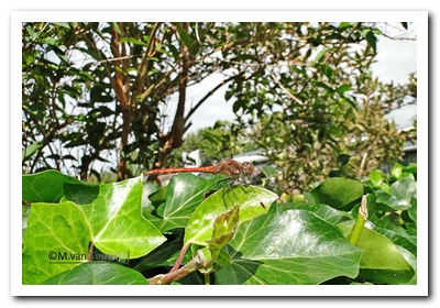 br.ro.hei (m) nB0135