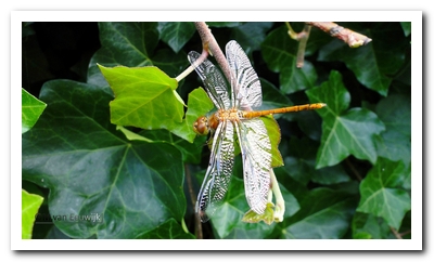 br.ro.heide(v) nB0025