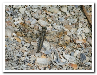 gew.oever (oud v)nB7319