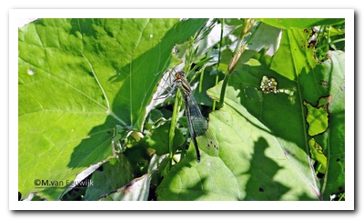 gr roodojuf v nB2479