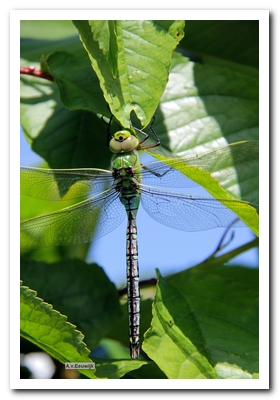 gr.keizerl v nB1141aart