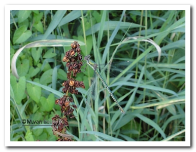 houtpantsjuf v nB7334