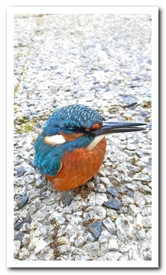 ijsvogel