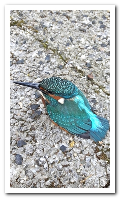 ijsvogel-31-10-16