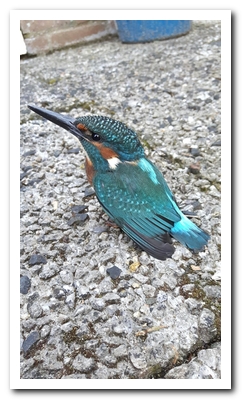 ijsvogel-man