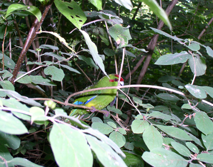 kakariki levend