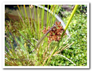 lantaarn (v) vers nB098