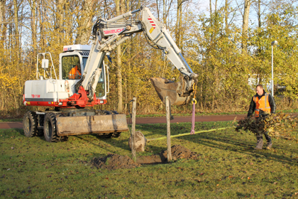 nieuwe eik op grote veld