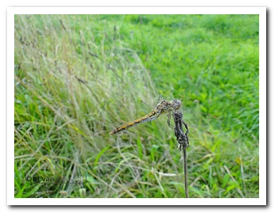 st.ro.heide(v) nB7202