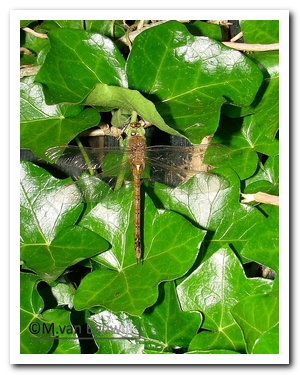 vroe.glazenm(m) nB3202