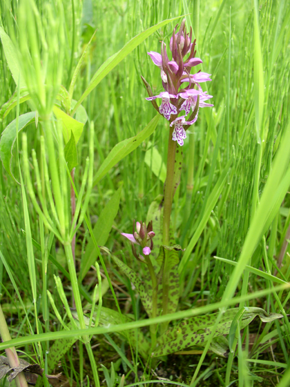 wilde orchidee1