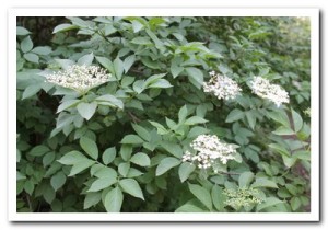 Foto.4B Bloeiende vlier