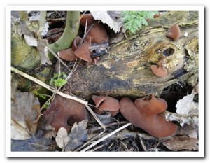 Foto.51 Echt Judasoor