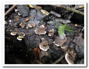 Foto.54 Gewoon elfenbankje