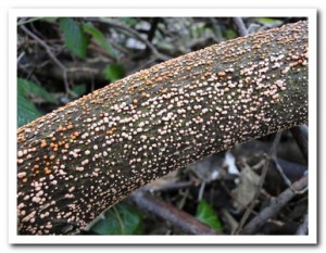 Foto.55 gewoon meniezwam