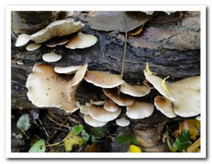 Foto.56 Week oorzwammetje