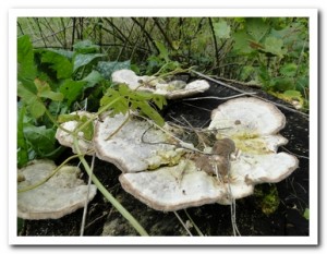 Foto.57 Witte bultzwam