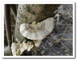 Foto.59 gew. elfenbankje