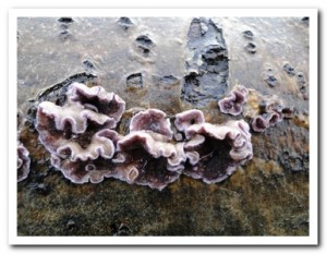 Foto.60 paarse korstzwam