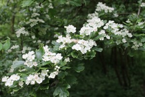 IMG_6304meidoorn