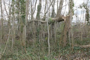 IMG_7509geknakte boom