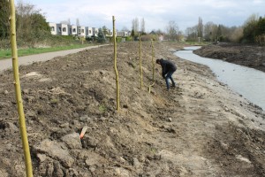 IMG_7627wilgentenen planten