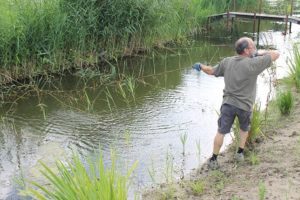 IMG_8066de grote gekke rietstengel trekker