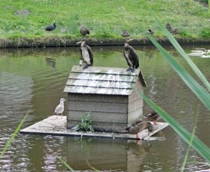 aalscholvers B0206klein