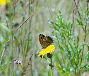 br.zandoog  B0171klein