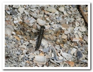 Foto 101 Gewone oeverlibel (vrouw)